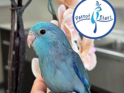 Pacific Parrotlet