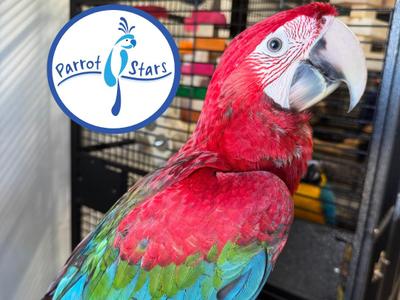 Green Wing Macaw