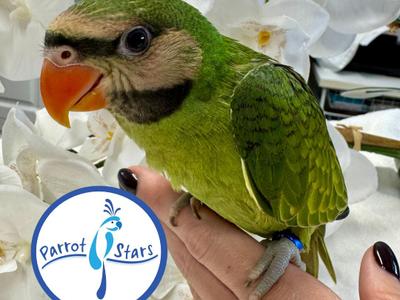 Mustached Parakeet