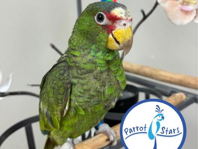 White Fronted Amazon