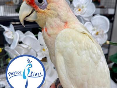 Slender Billed Corella