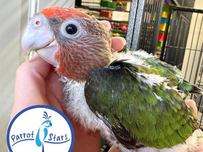 Cape Parrot
