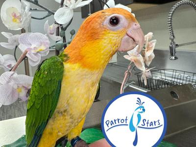 White Bellied Caique