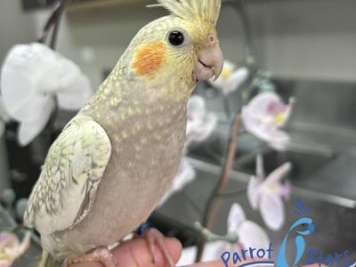 Cockatiel