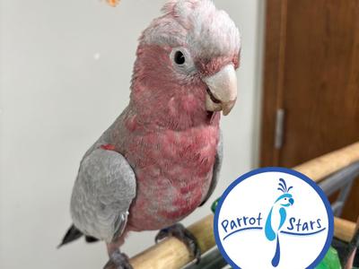 Rose Breasted Cockatoo