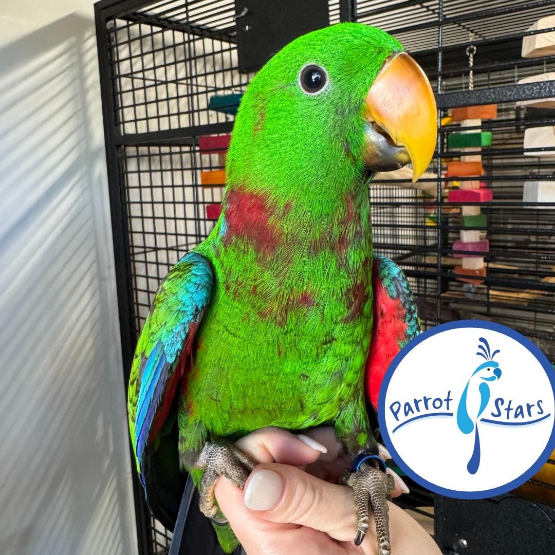 Solomon Island Eclectus