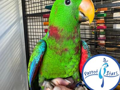 Solomon Island Eclectus