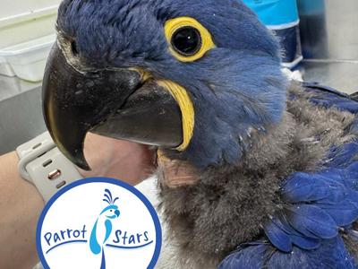 Hyacinth Macaw