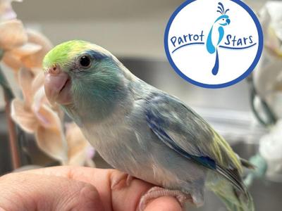 Pacific Parrotlet