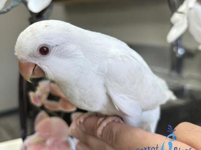 Quaker Parrot