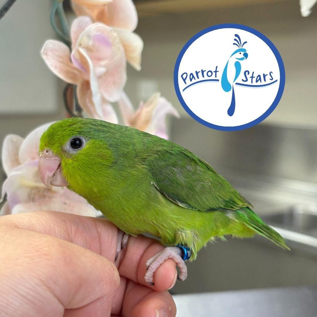 Pacific Parrotlet