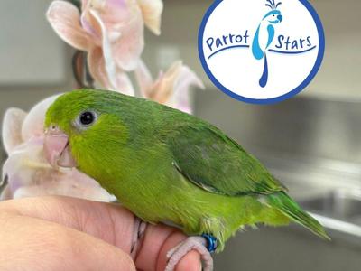 Pacific Parrotlet