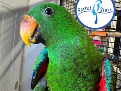 Solomon Island Eclectus