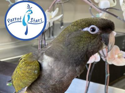 Patagonian Conure