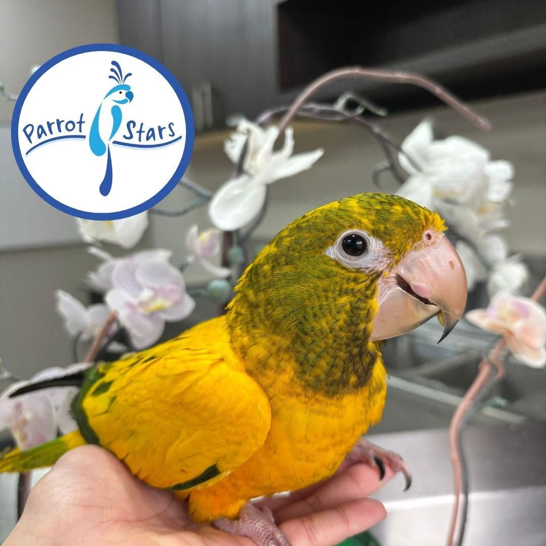 Golden Conure