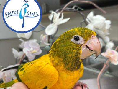 Golden Conure