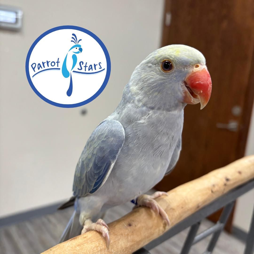 Indian Ringneck Parakeet