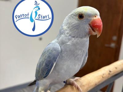 Indian Ringneck Parakeet