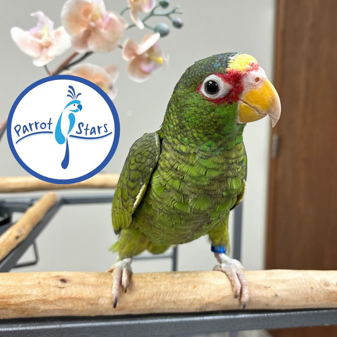 White Fronted Amazon