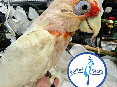 Slender Billed Corella