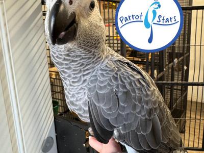 Congo African Grey Parrot