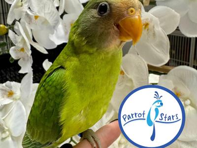 Plum Headed Parakeet