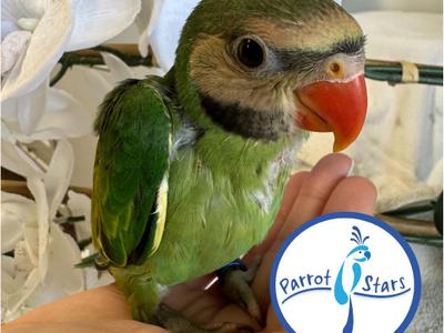 Mustached Parakeet