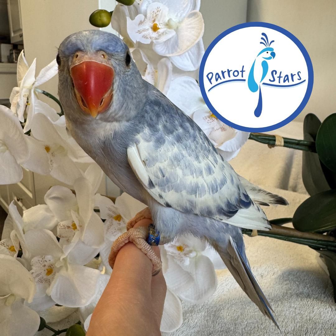 Indian Ringneck Parakeet