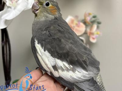 Cockatiel