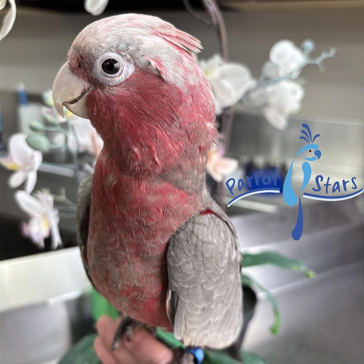 Rose Breasted Cockatoo