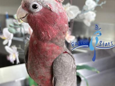 Rose Breasted Cockatoo