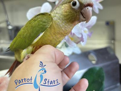 Green Cheek Conure