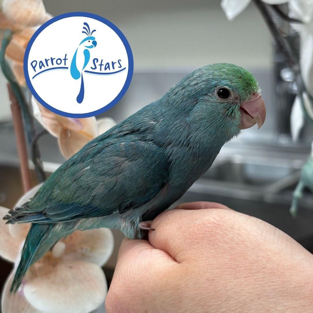 Pacific Parrotlet