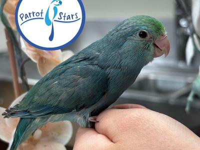 Pacific Parrotlet