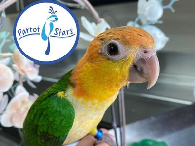 White Bellied Caique