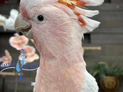 Major Mitchell's Cockatoo