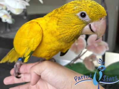 Golden Conure