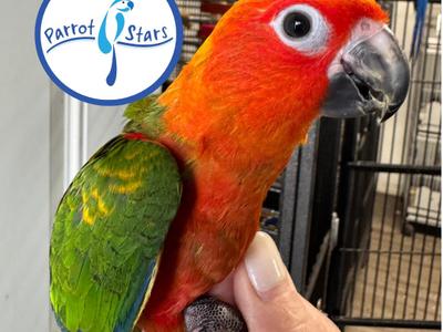 Jenday Conure