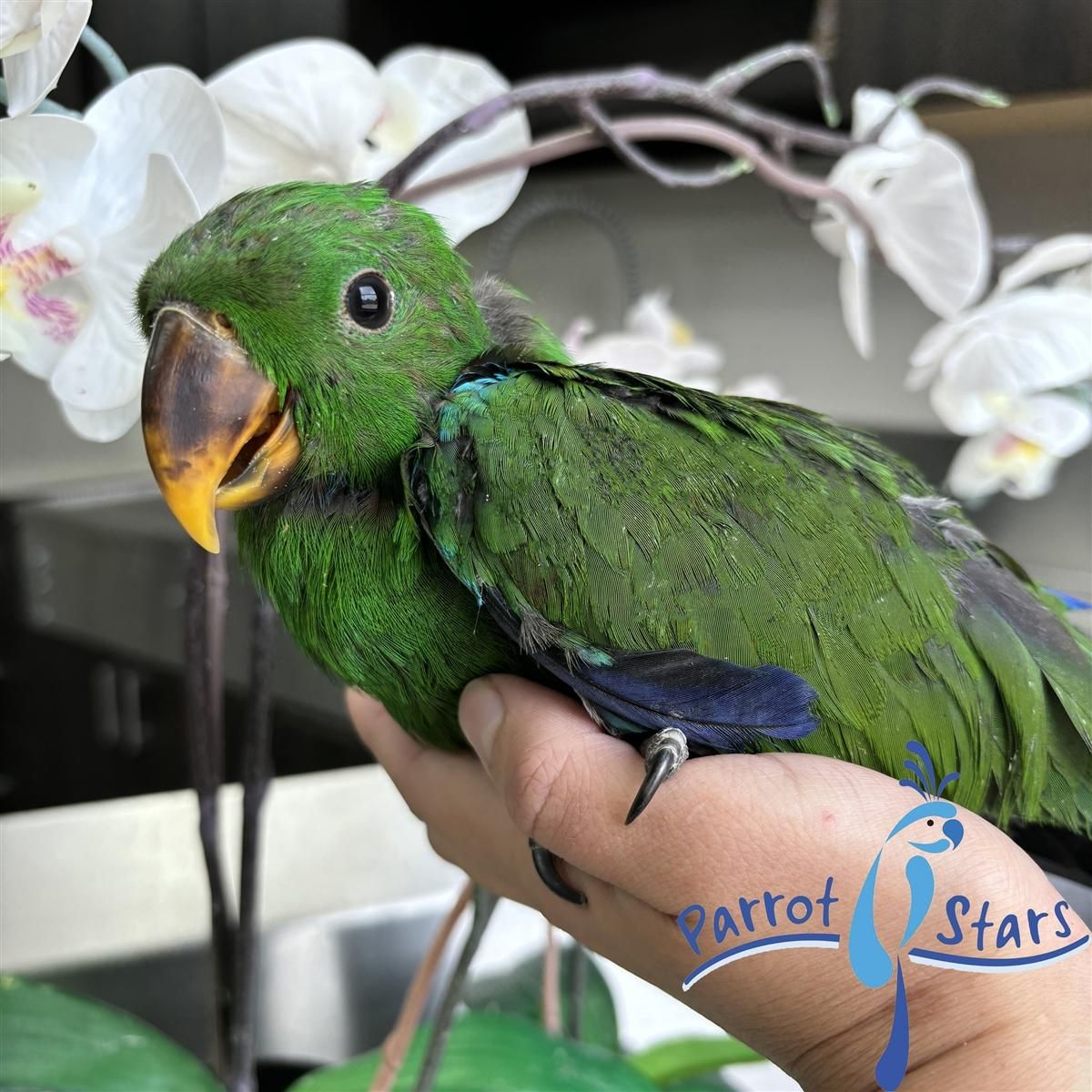 Solomon Island Eclectus