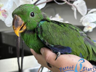 Solomon Island Eclectus