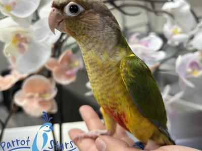 Green Cheek Conure