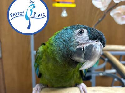Blue Headed Macaw