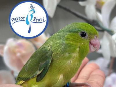 Pacific Parrotlet