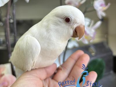 Quaker Parrot