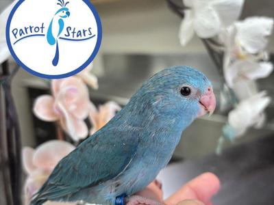 Pacific Parrotlet