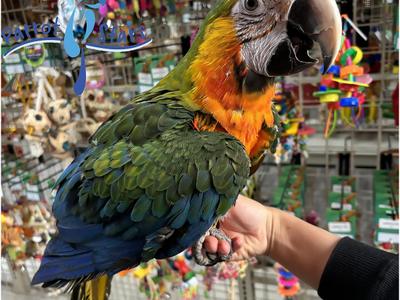 Blue and Gold Macaw