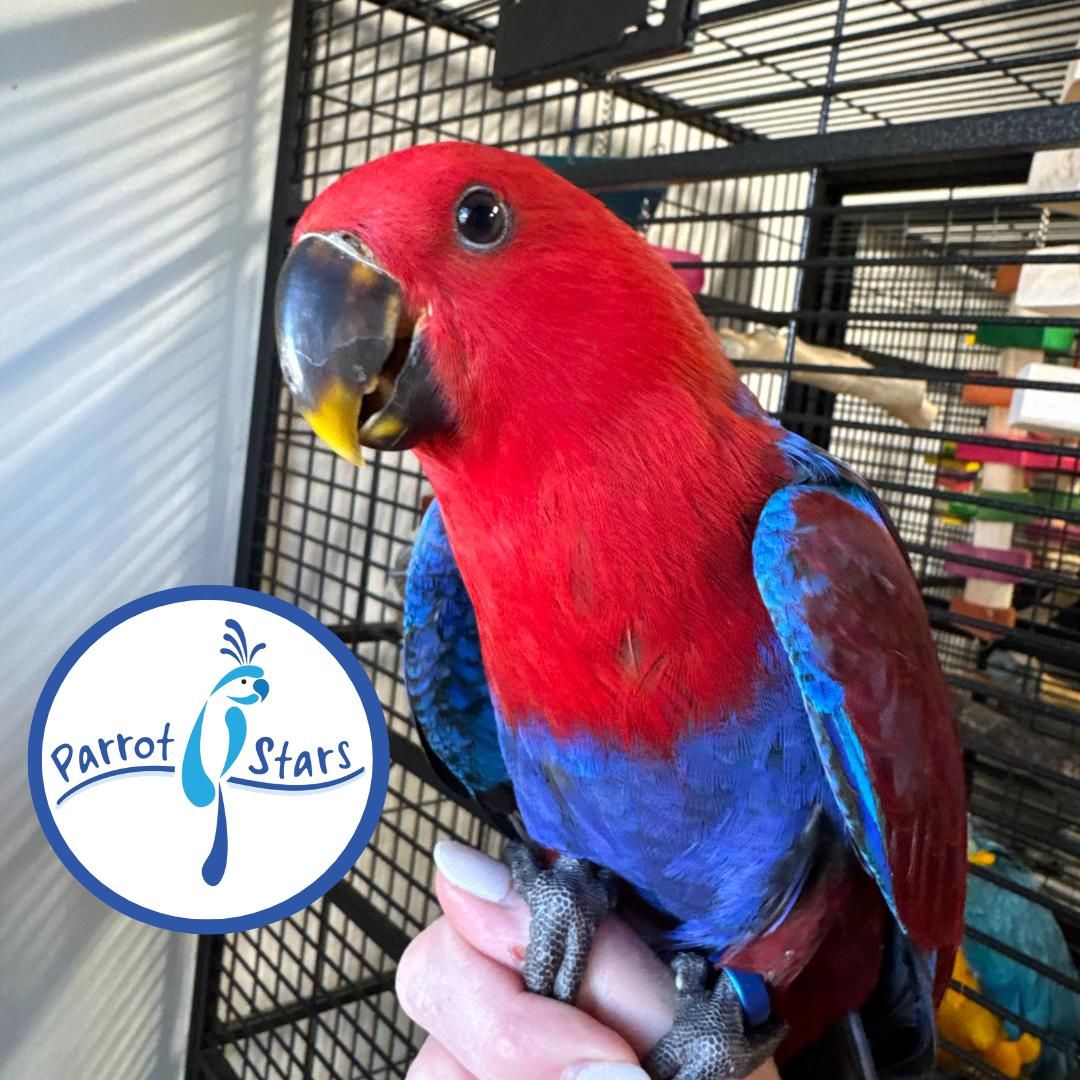 Solomon Island Eclectus