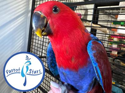Solomon Island Eclectus