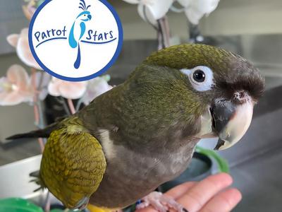 Patagonian Conure