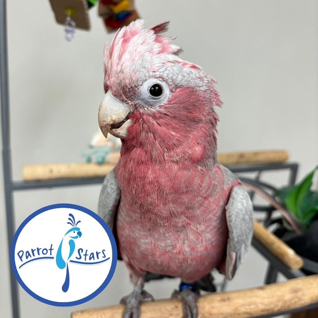 Rose Breasted Cockatoo